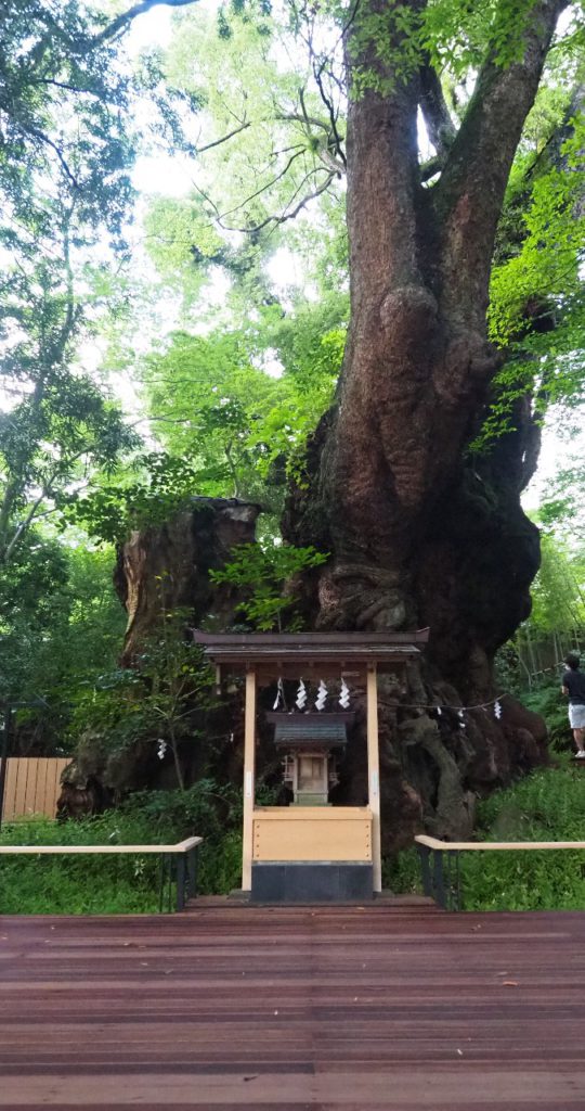Jinja, a natural tree and a simple shrine enshrining it.