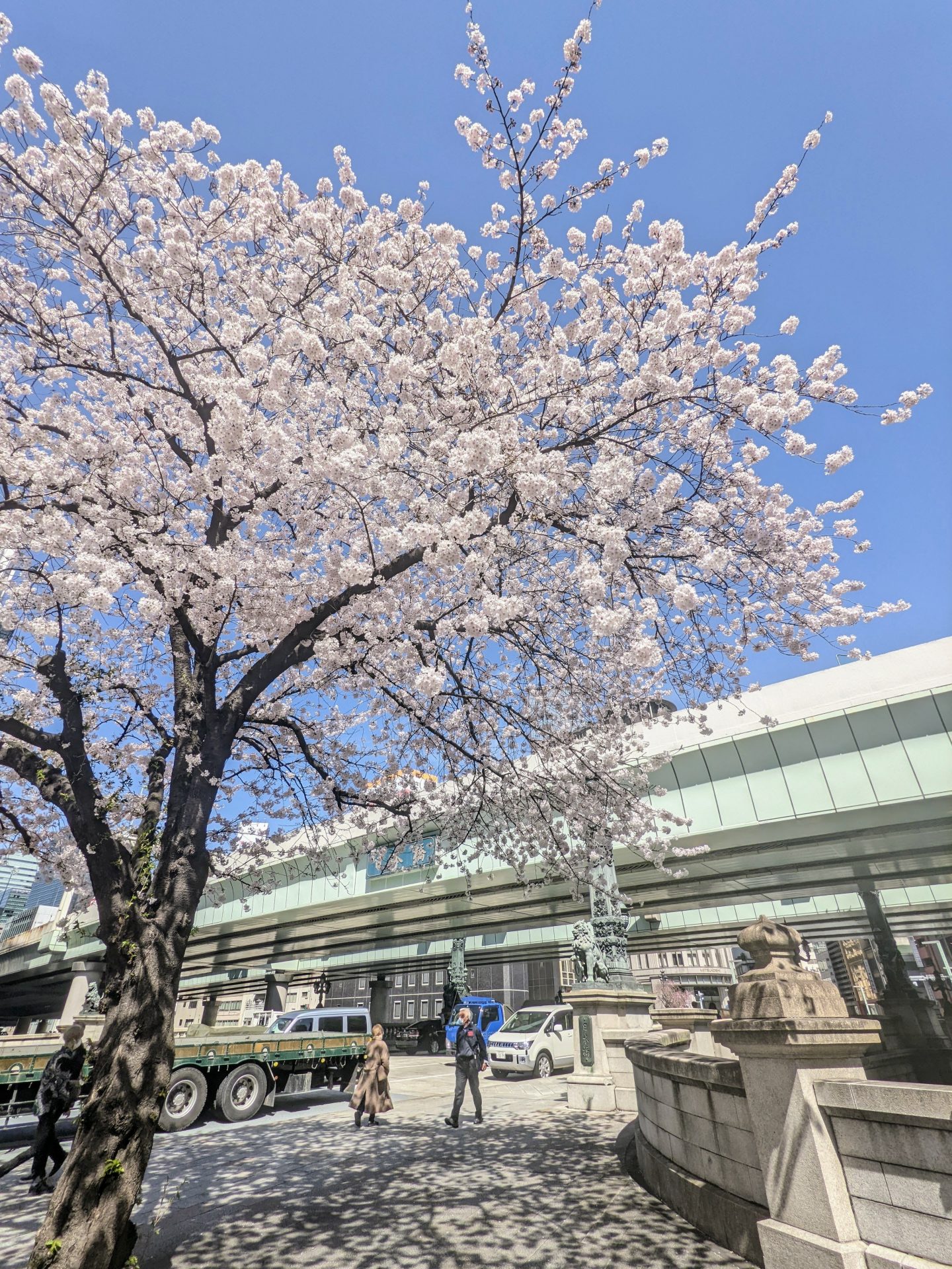 Sakura in Nihonbashi